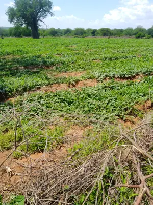 240 Acres With Water Is Available on Quick Sale in Makueni Emali