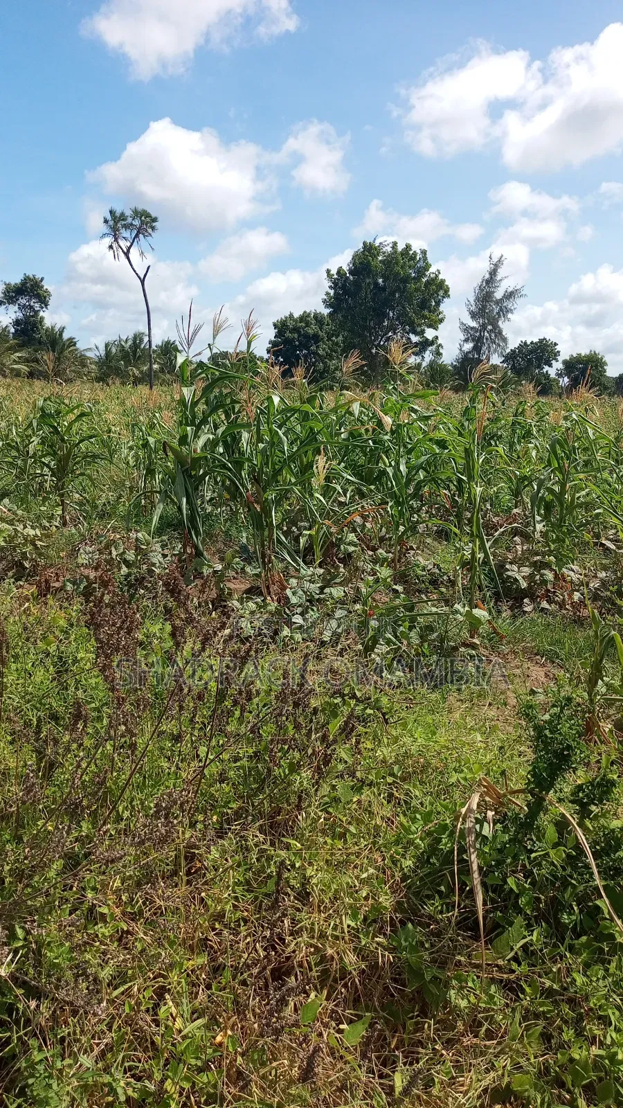 Shamba2 Acres