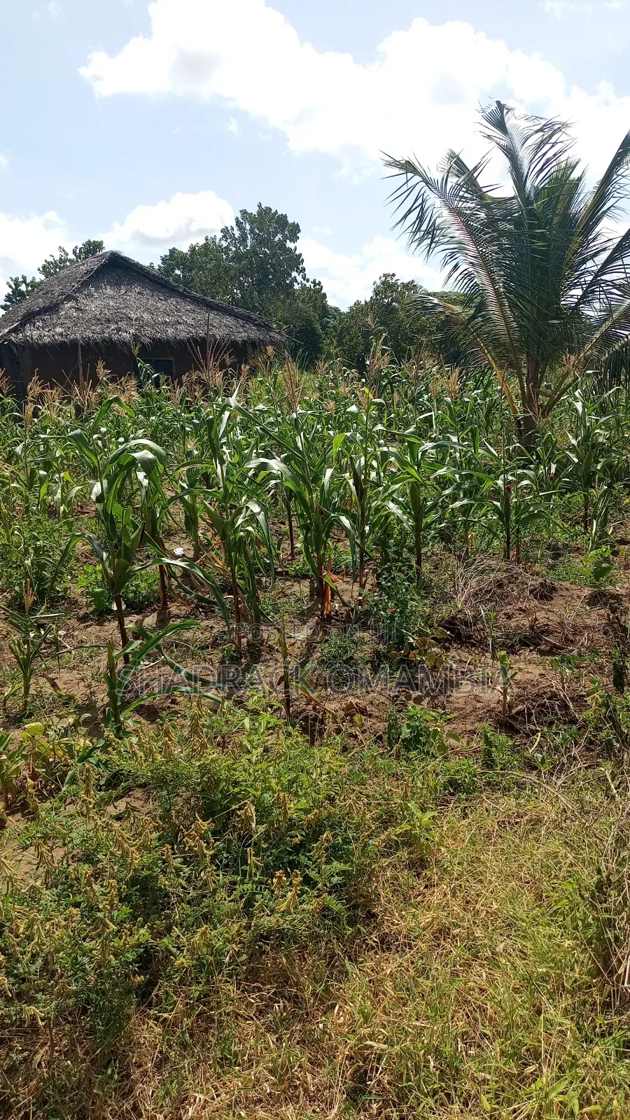 Shamba2 Acres