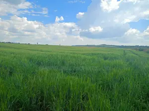 100 Acres Agricultural Land in Laikipia County Is Available for Sale