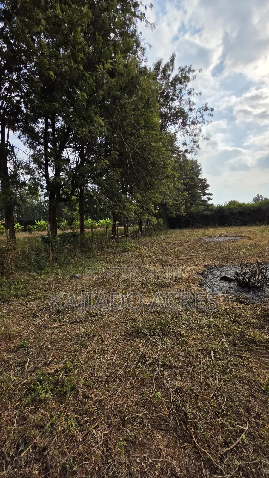 1 Acre Kibiku at 20m