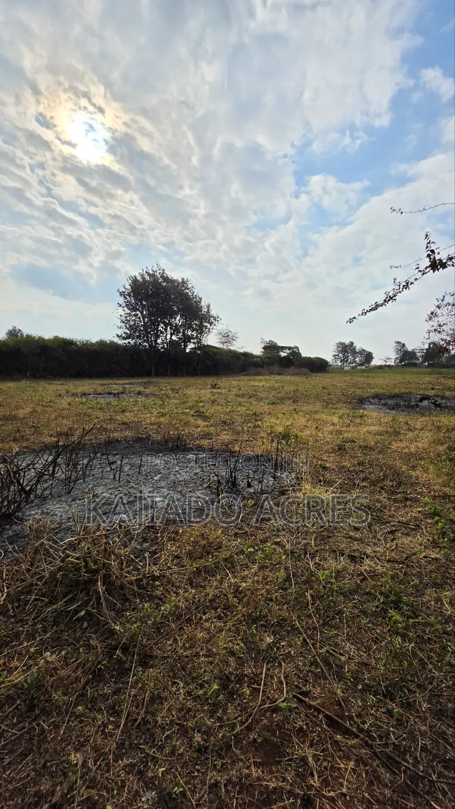 1 Acre Kibiku at 20m