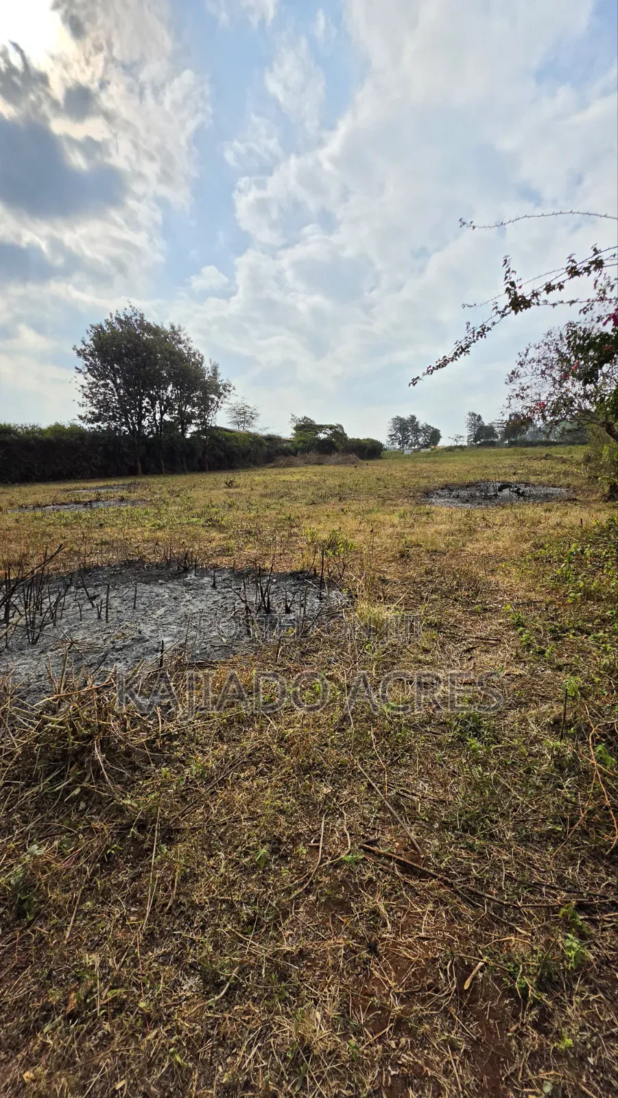 1 Acre Kibiku at 20m