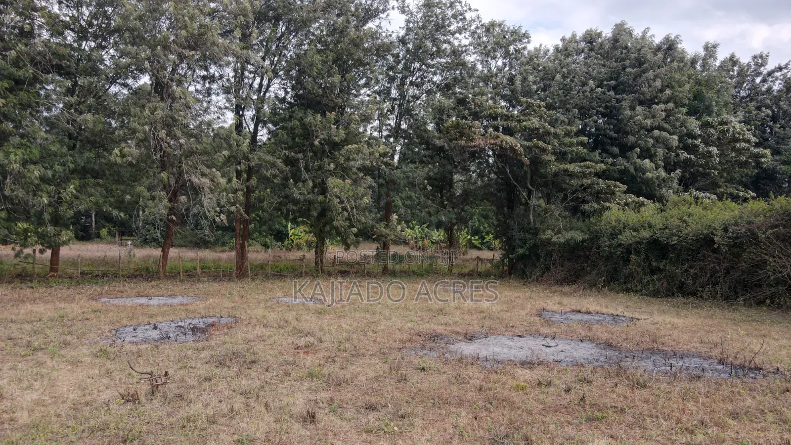 1 Acre Kibiku at 20m