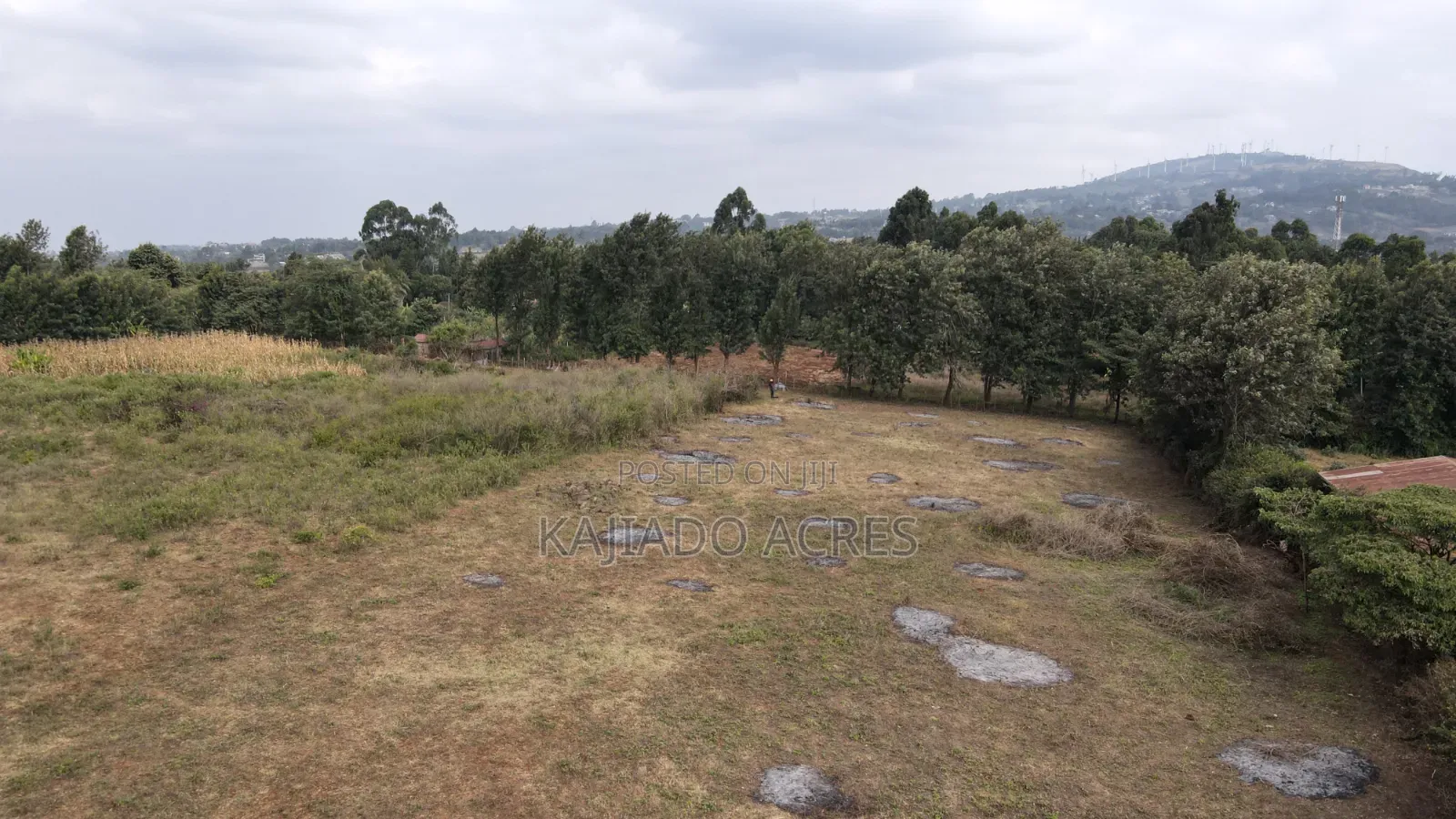 1 Acre Kibiku at 20m
