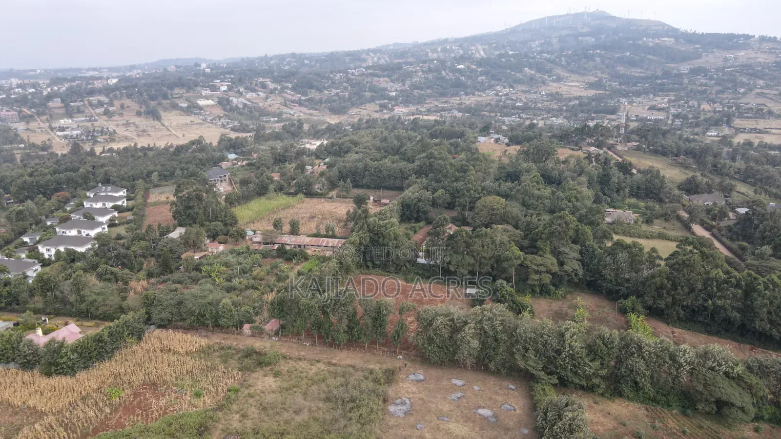 1 Acre Kibiku at 20m