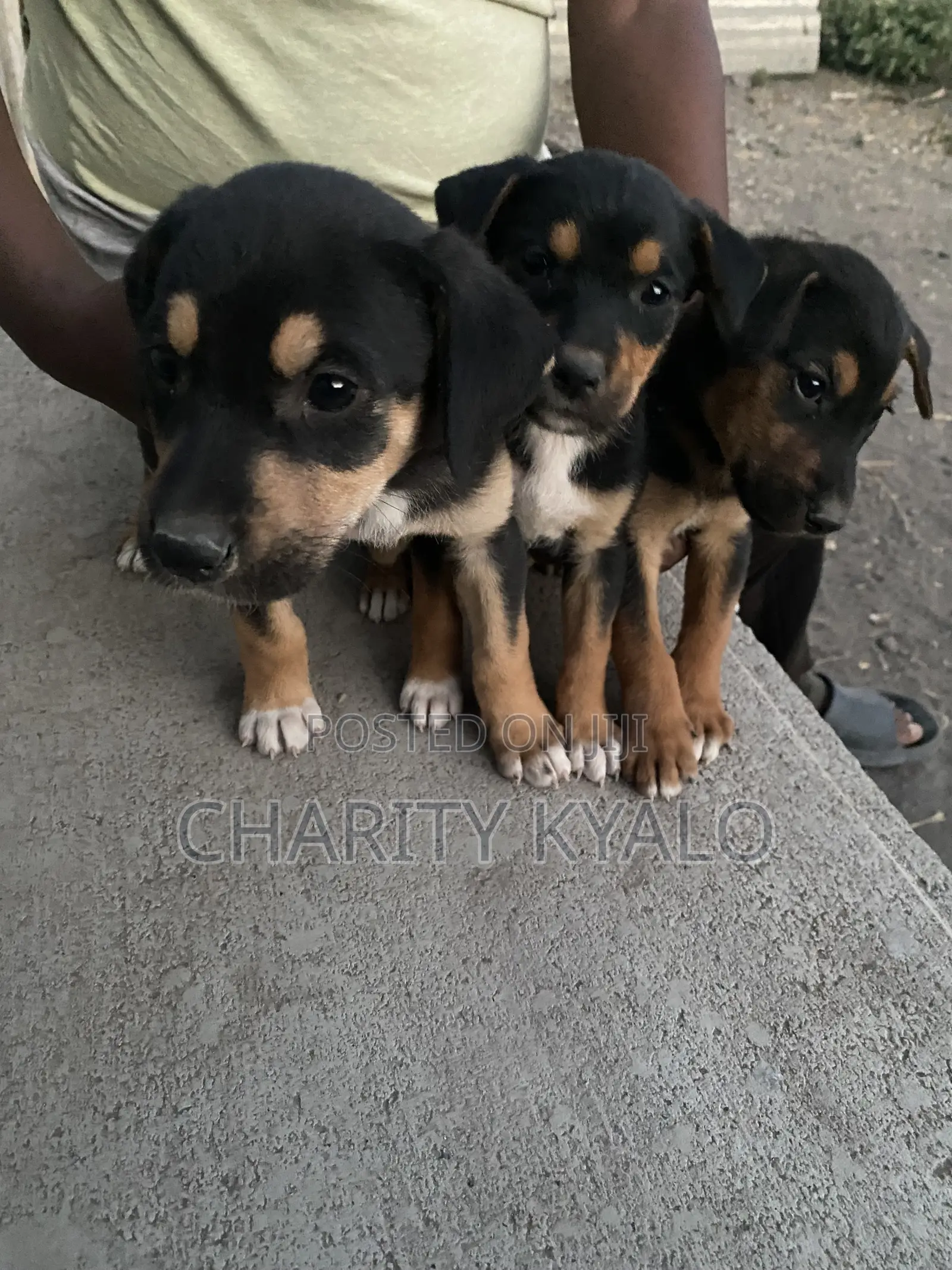1-3 months Male Mixed Breed German Shepherd