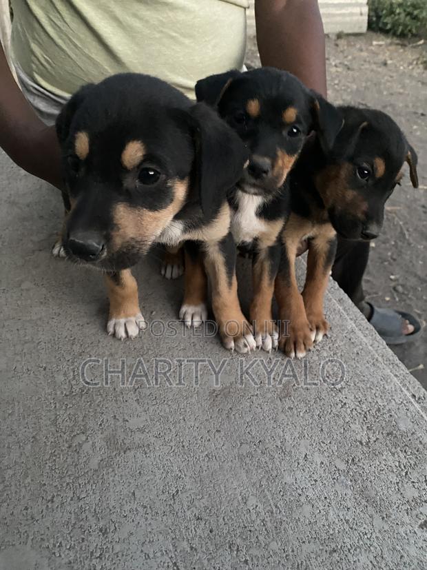 1-3 months Male Mixed Breed German Shepherd