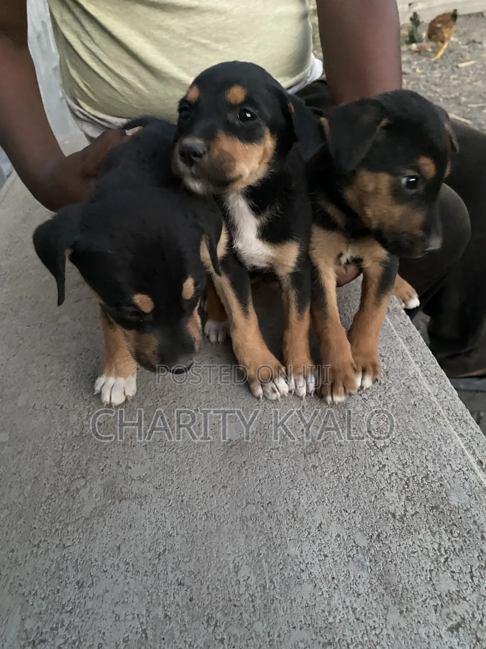 1-3 months Male Mixed Breed German Shepherd