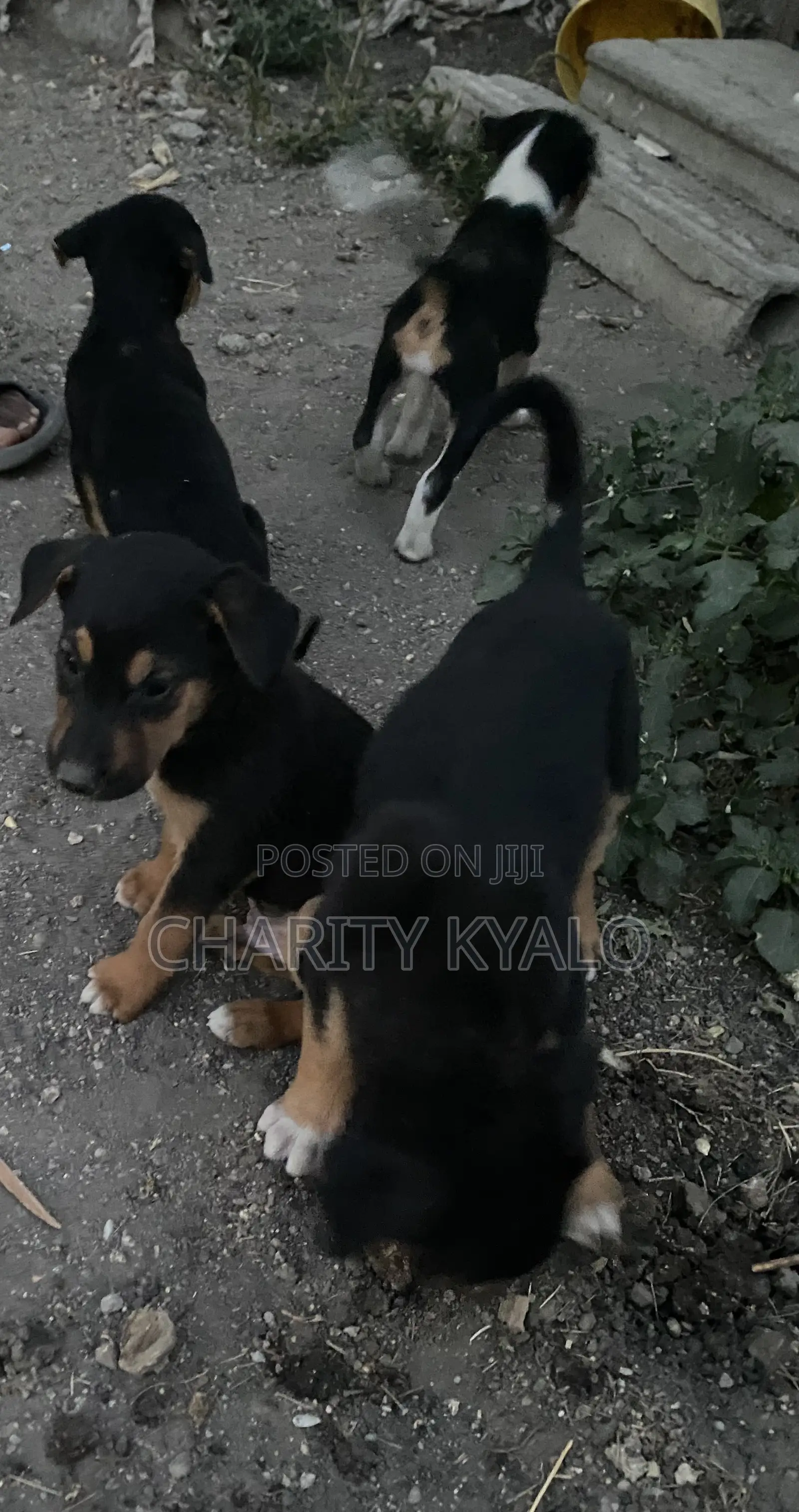 1-3 months Male Mixed Breed German Shepherd