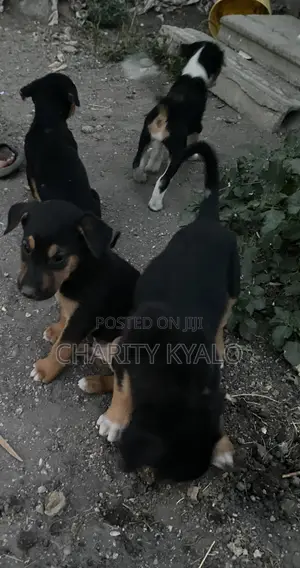 1-3 months Male Mixed Breed German Shepherd
