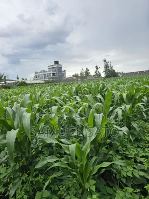 Land for Sale in Mwariki