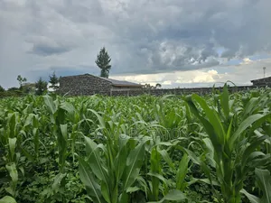 Land for Sale in Mwariki