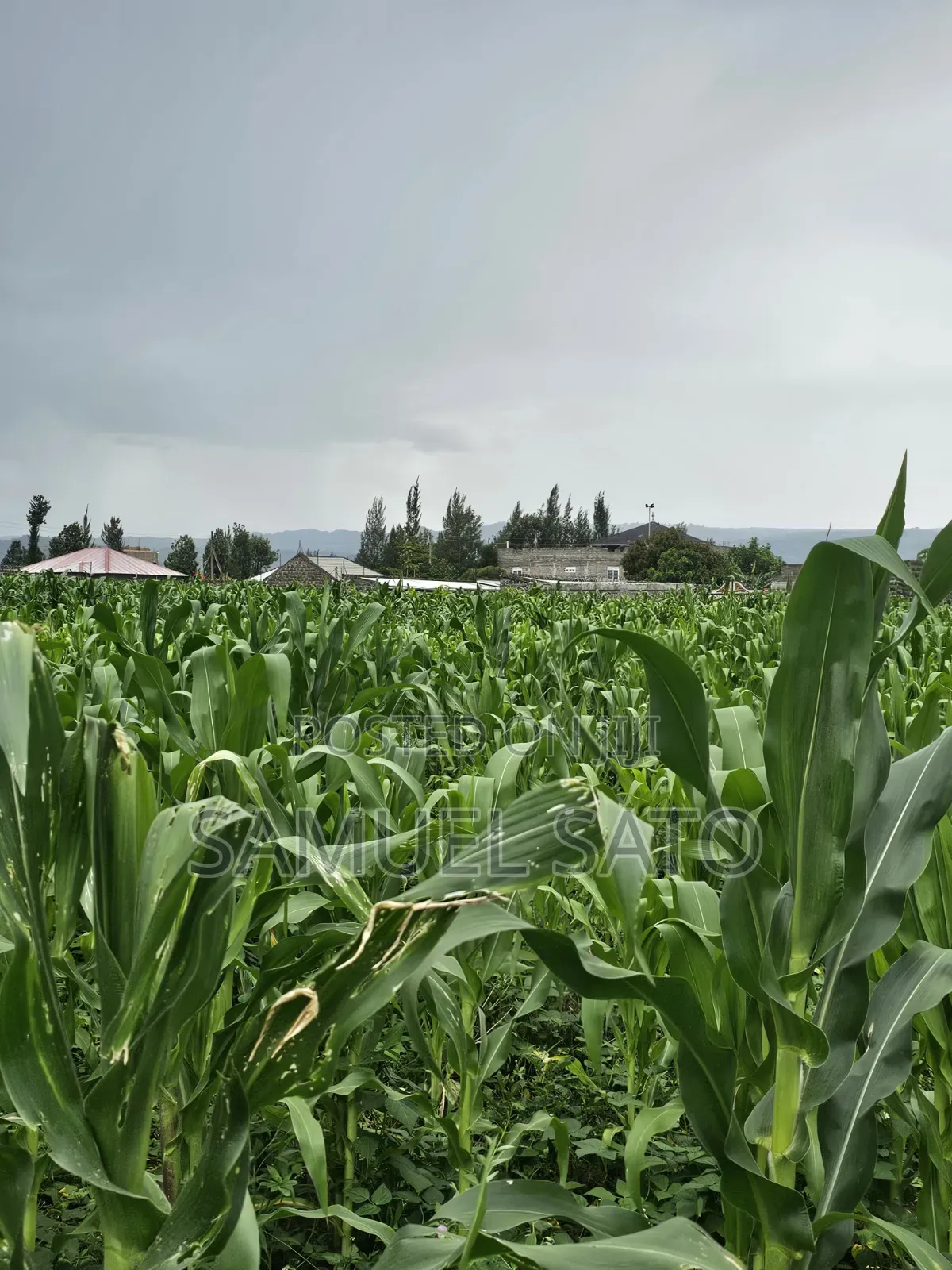 Land for Sale in Mwariki