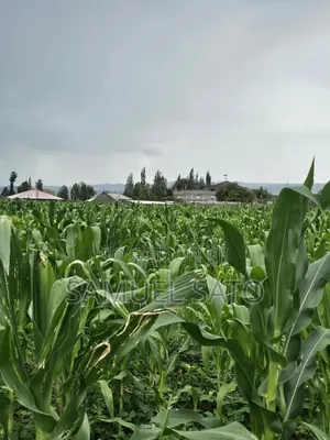 Land for Sale in Mwariki