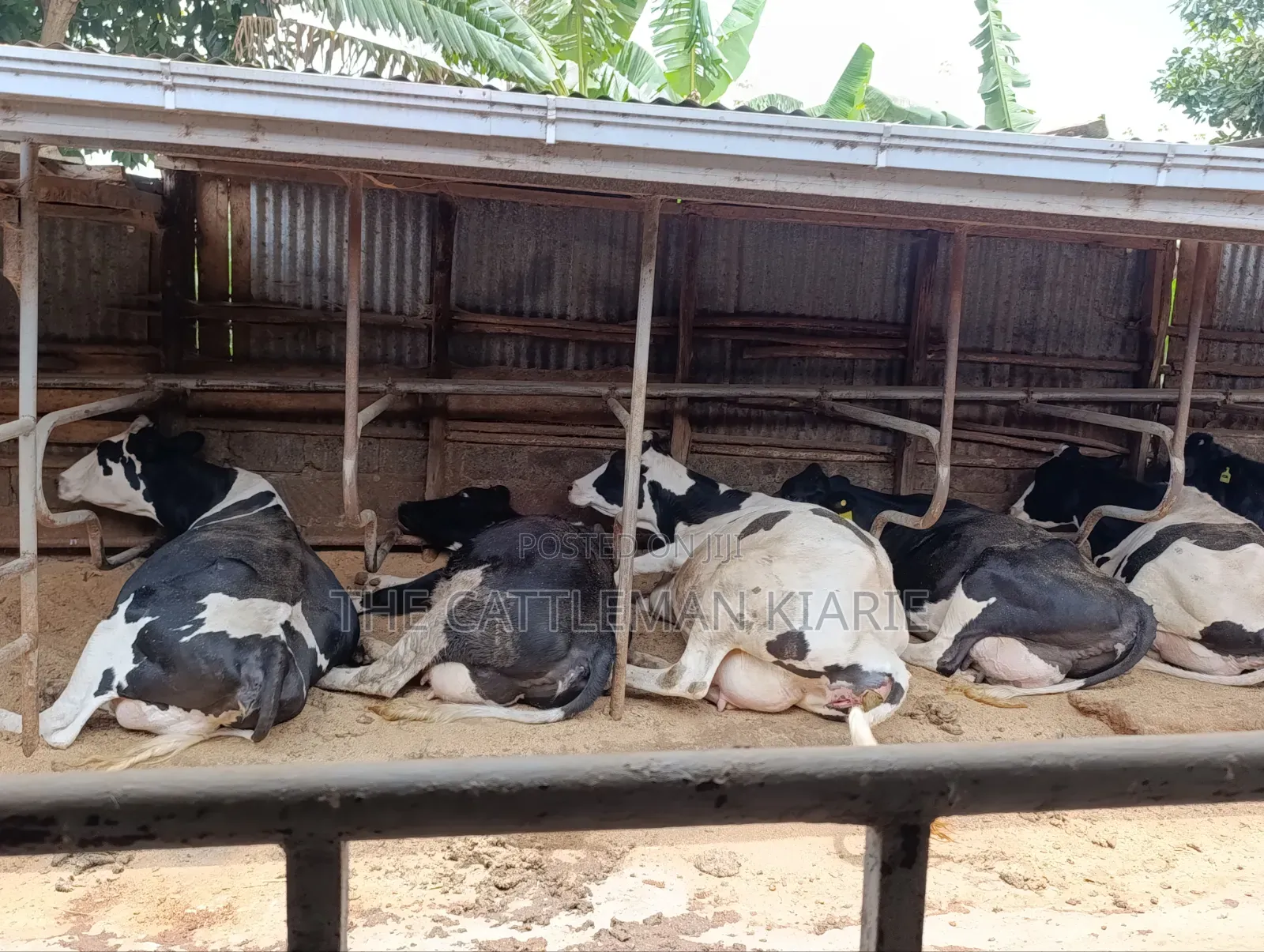Cows for Sale