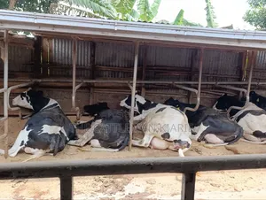 Cows for Sale