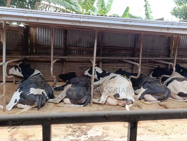Cows for Sale