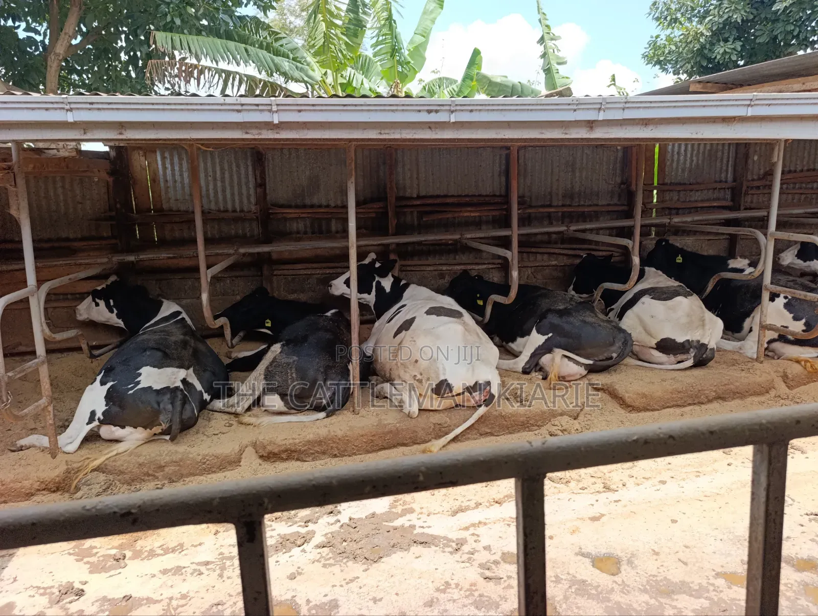 Cows for Sale