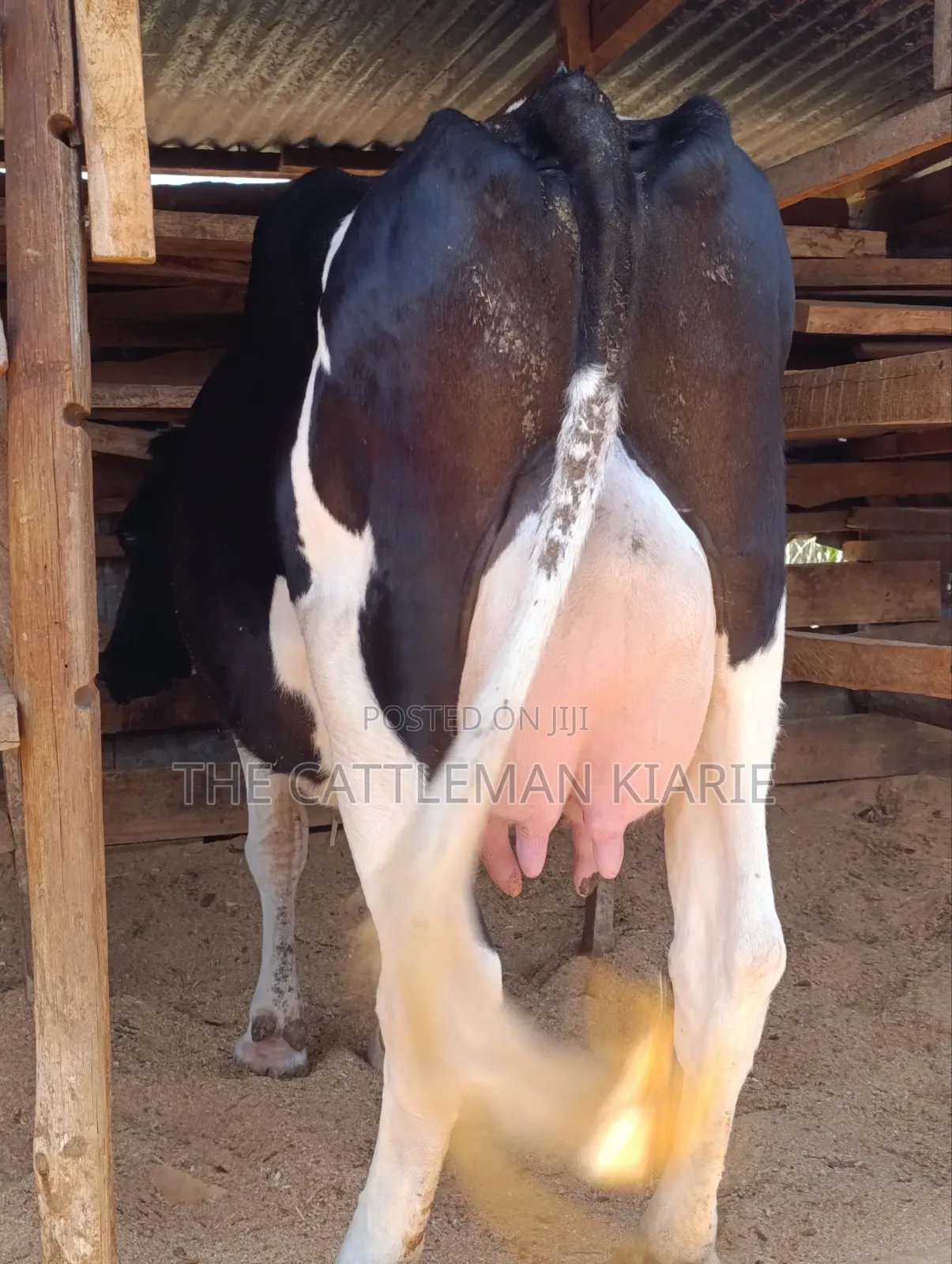 Cows for Sale