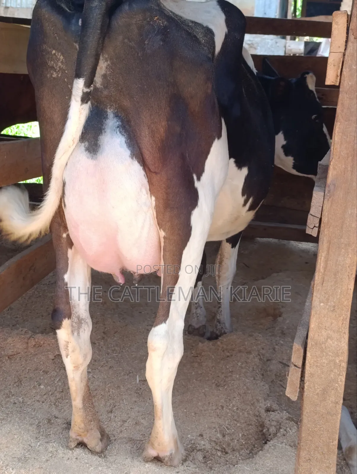 Cows for Sale