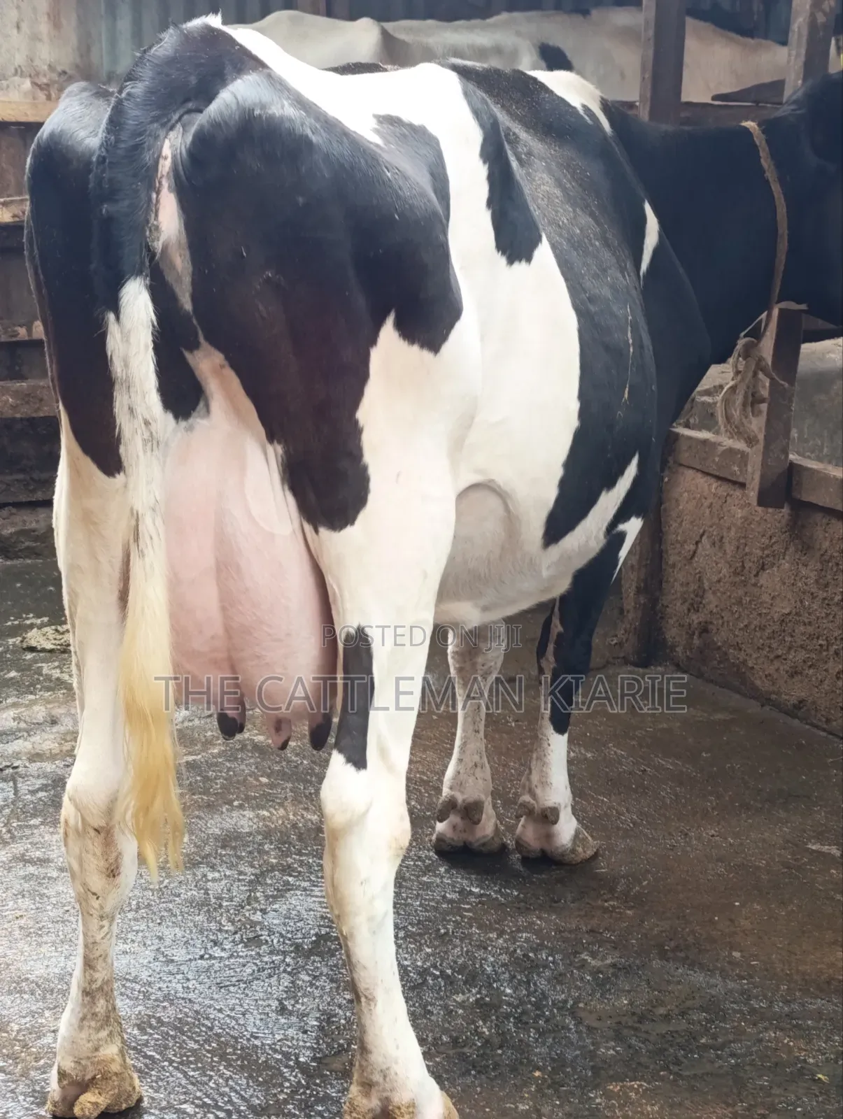 Cows for Sale