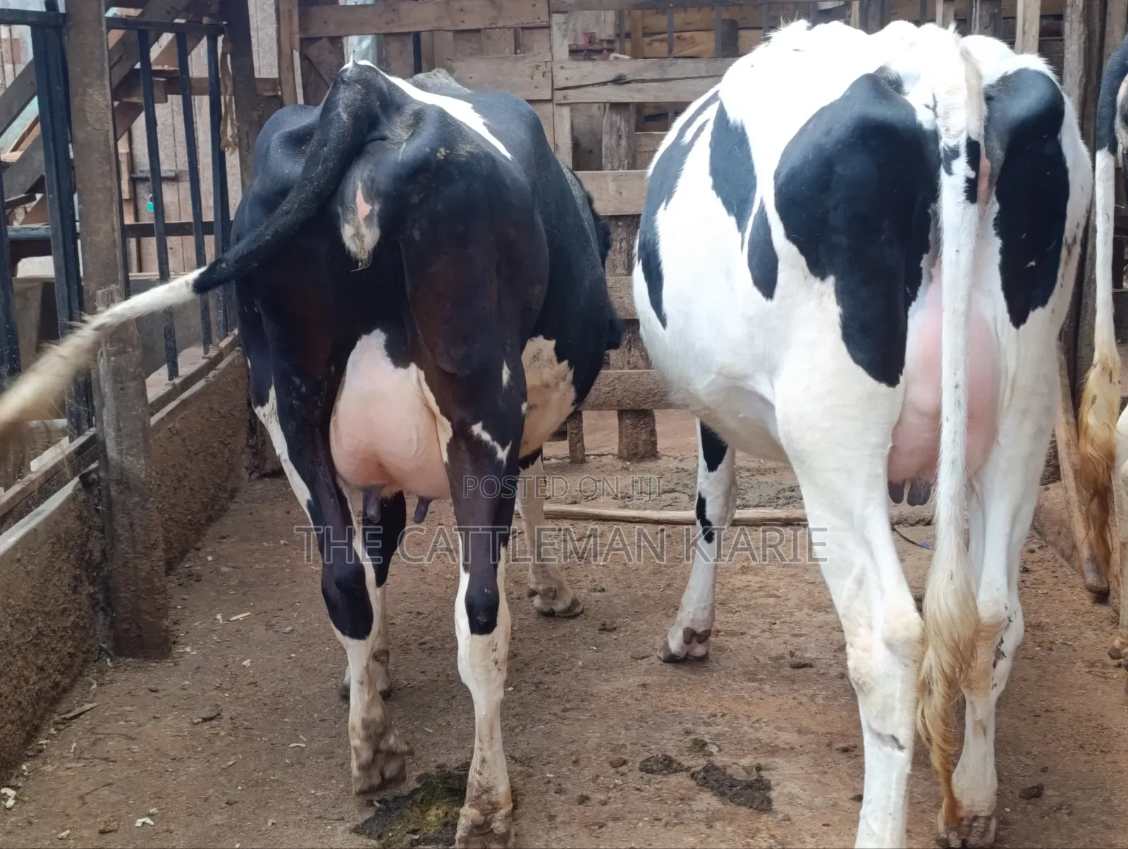 Cows for Sale
