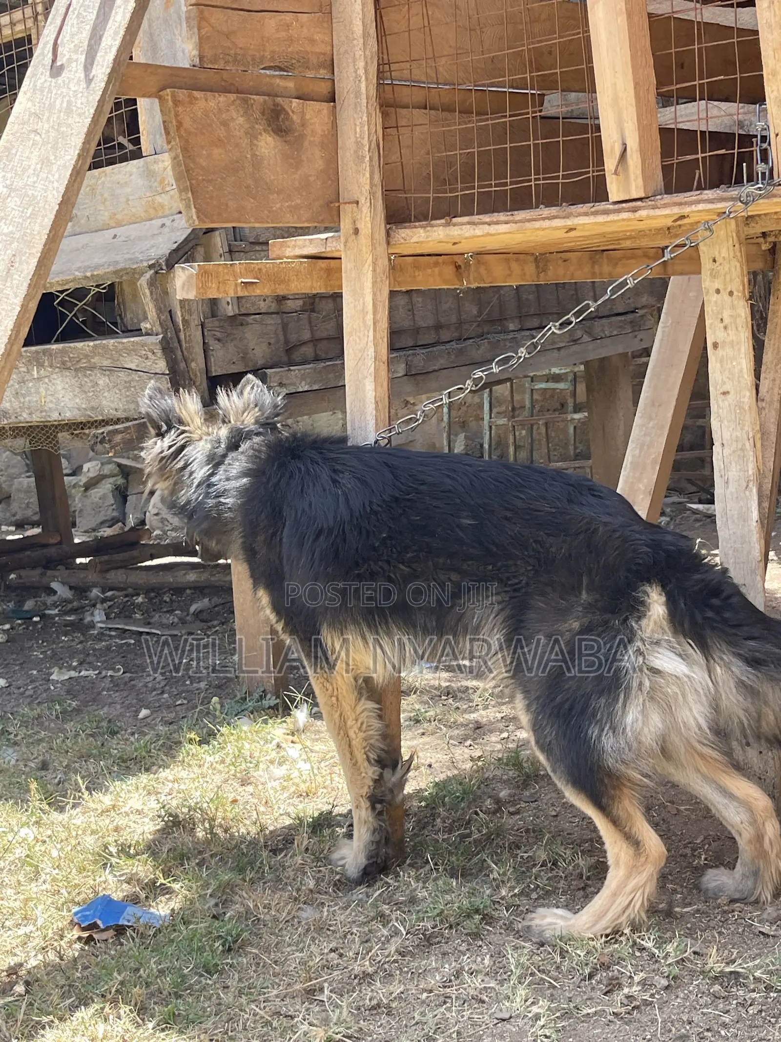 6-12 months Female Purebred German Shepherd