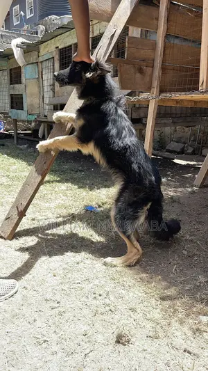 6-12 months Female Purebred German Shepherd
