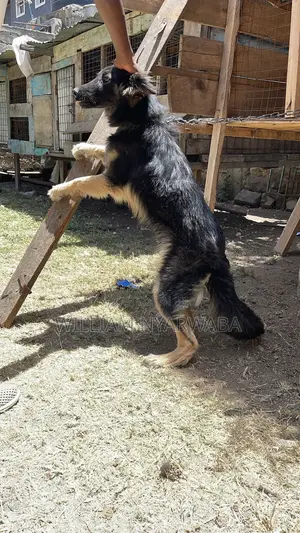 6-12 months Female Purebred German Shepherd