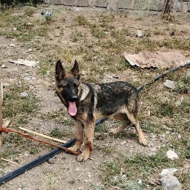 6-12 months Female Purebred German Shepherd