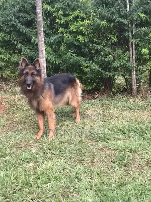 1+ year Male Purebred German Shepherd