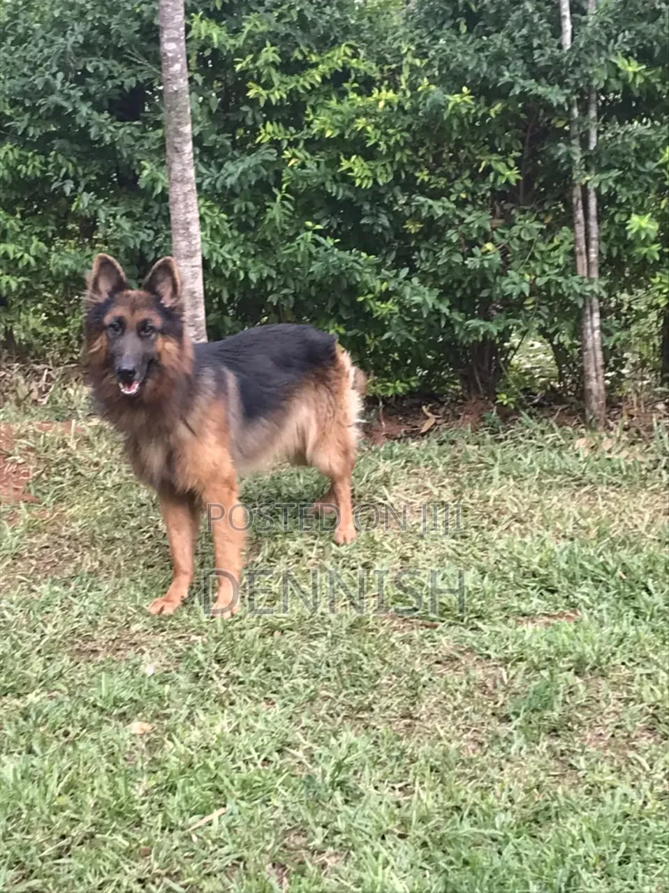 1+ year Male Purebred German Shepherd