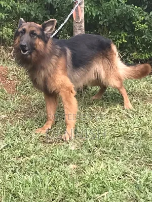 1+ year Male Purebred German Shepherd