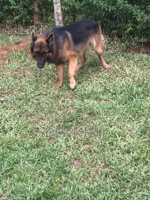 1+ year Male Purebred German Shepherd