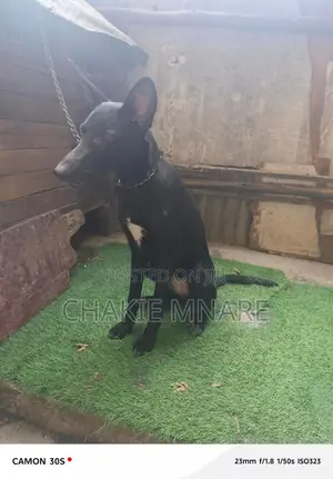 6-12 months Female Mixed Breed German Shepherd