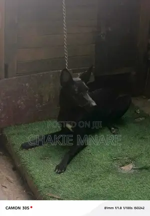 6-12 months Female Mixed Breed German Shepherd