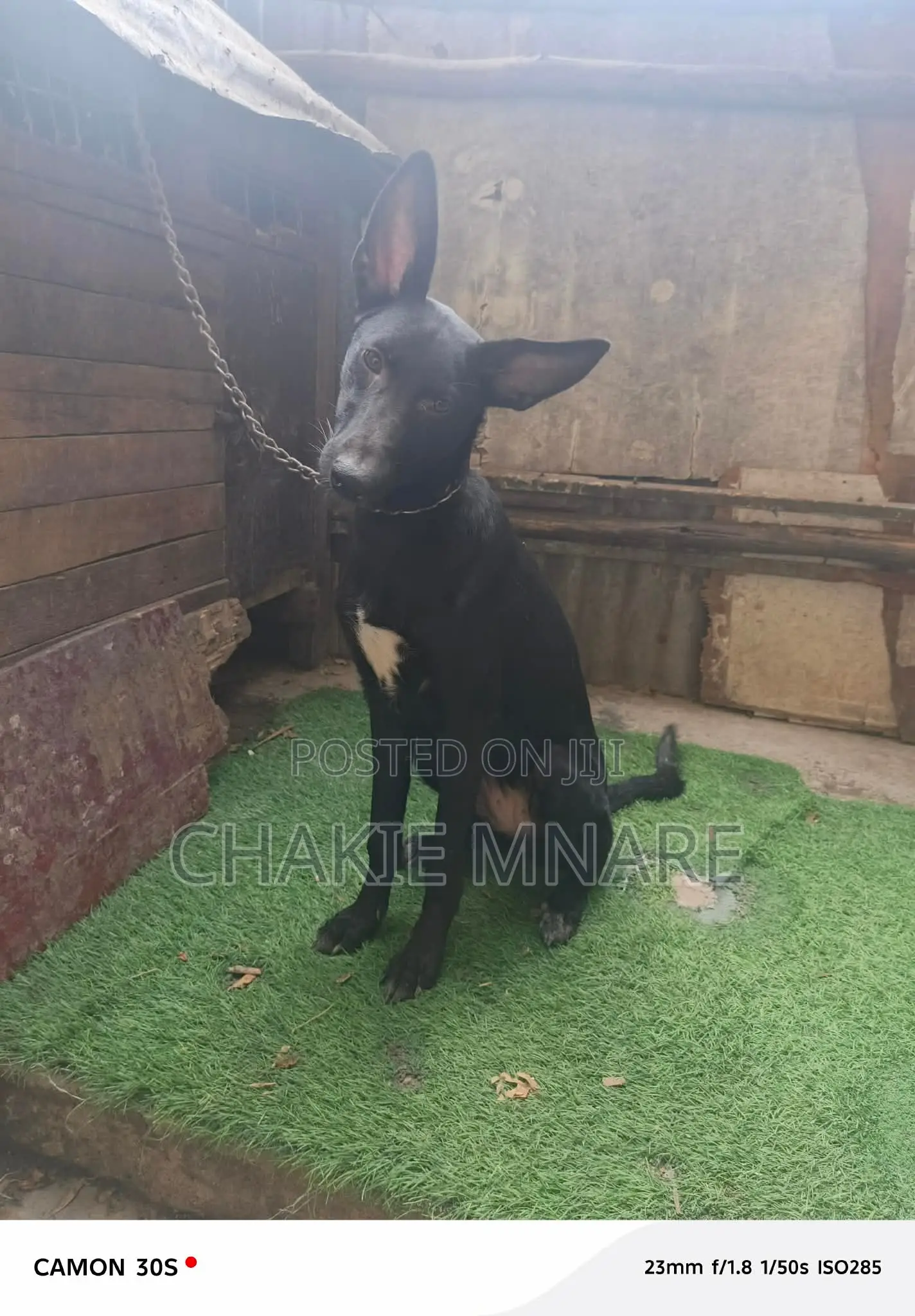 6-12 months Female Mixed Breed German Shepherd