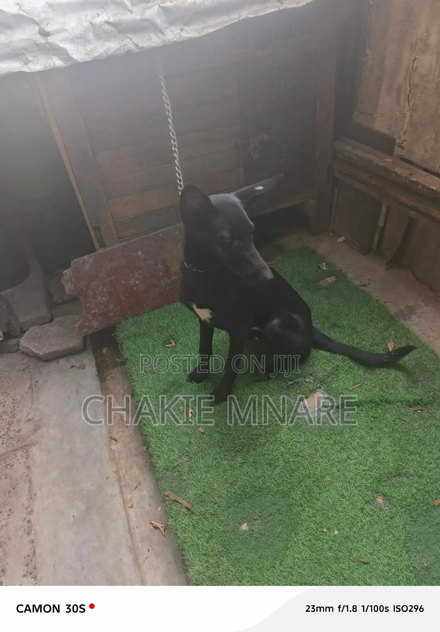 6-12 months Female Mixed Breed German Shepherd