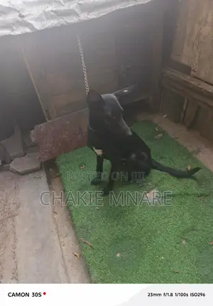 6-12 months Female Mixed Breed German Shepherd