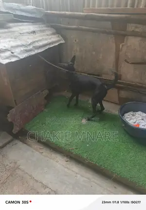 6-12 months Female Mixed Breed German Shepherd