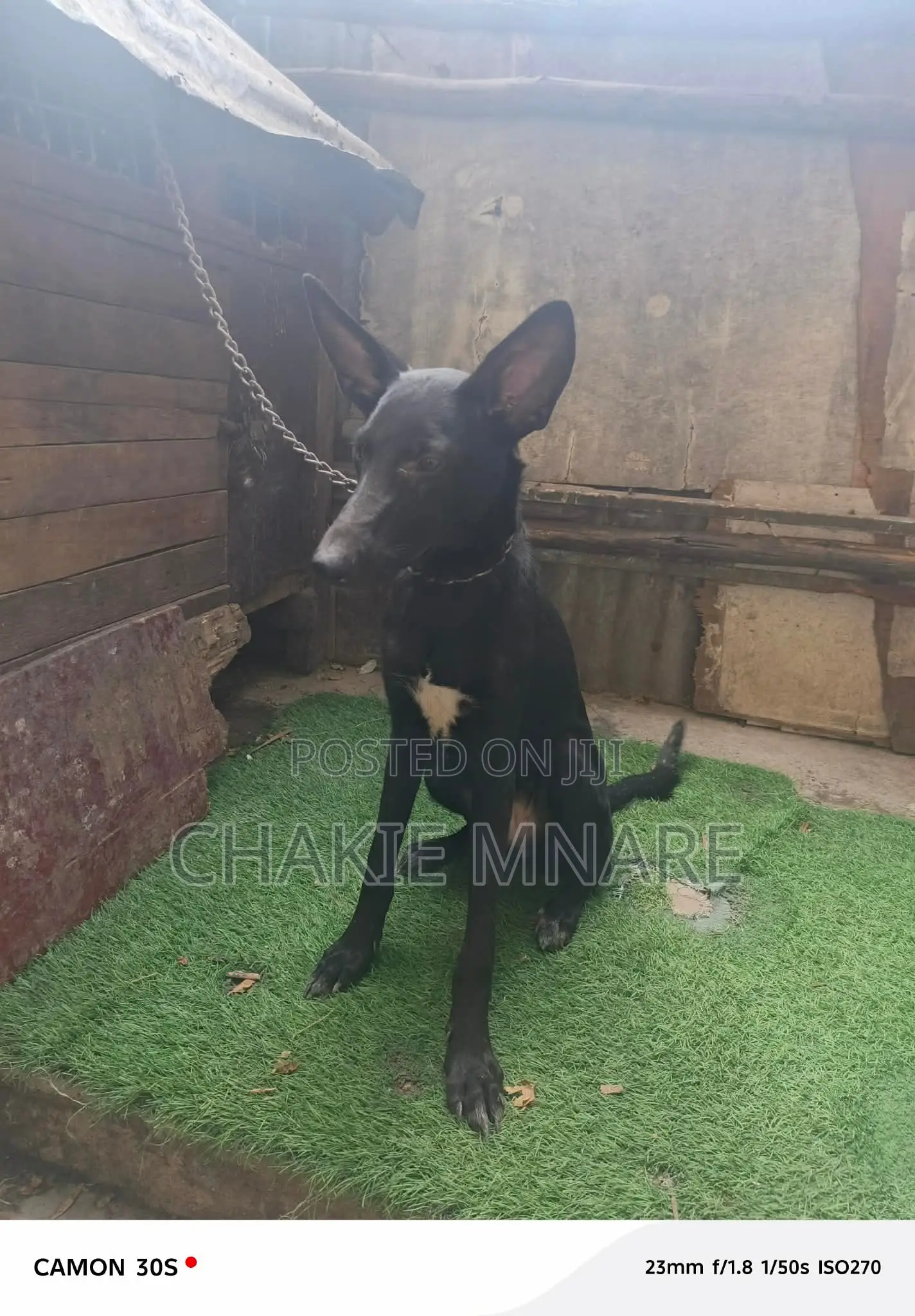 6-12 months Female Mixed Breed German Shepherd