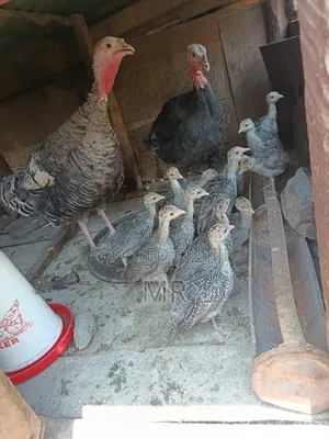 Turkey Chicks/Poults