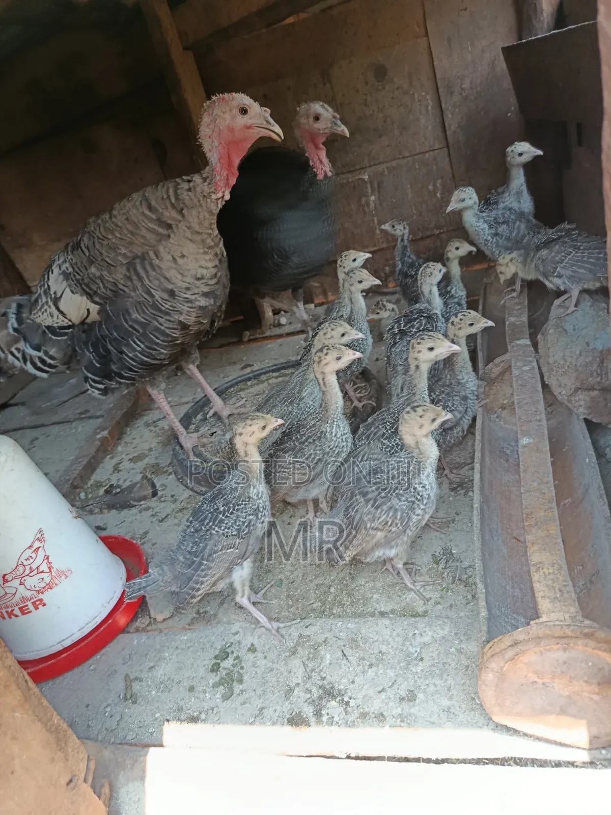 Turkey Chicks/Poults