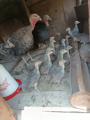 Turkey Chicks/Poults