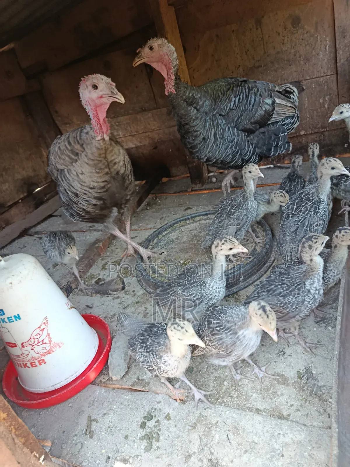 Turkey Chicks/Poults
