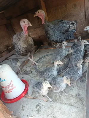 Turkey Chicks/Poults