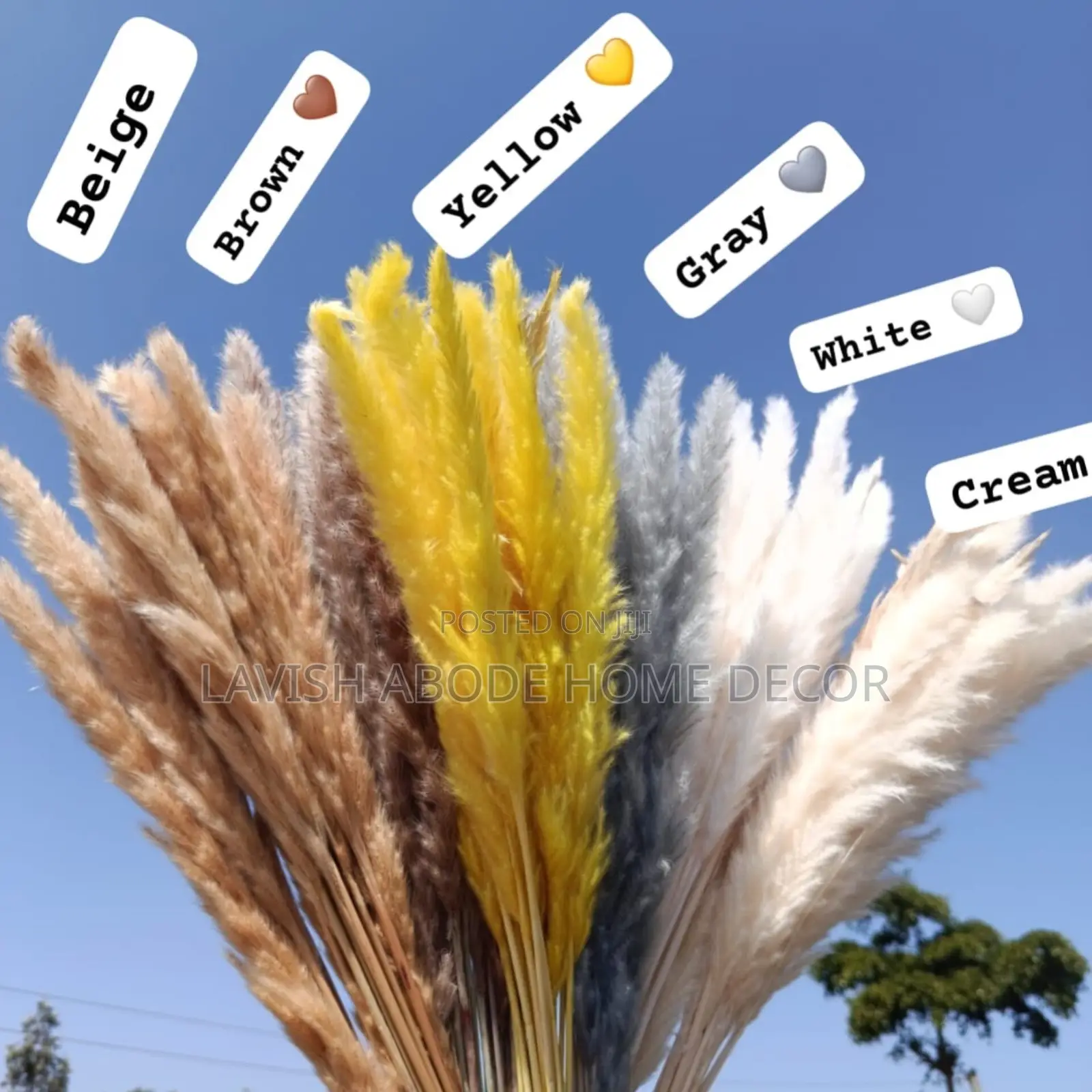 Mini Pampas Grass – Decorative Dried Grass | Multiple Colours