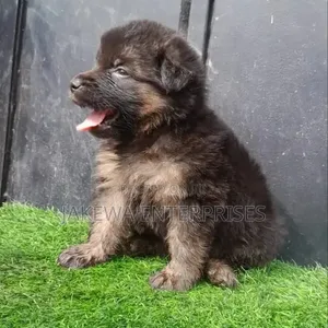 1-3 months Male Purebred German Shepherd