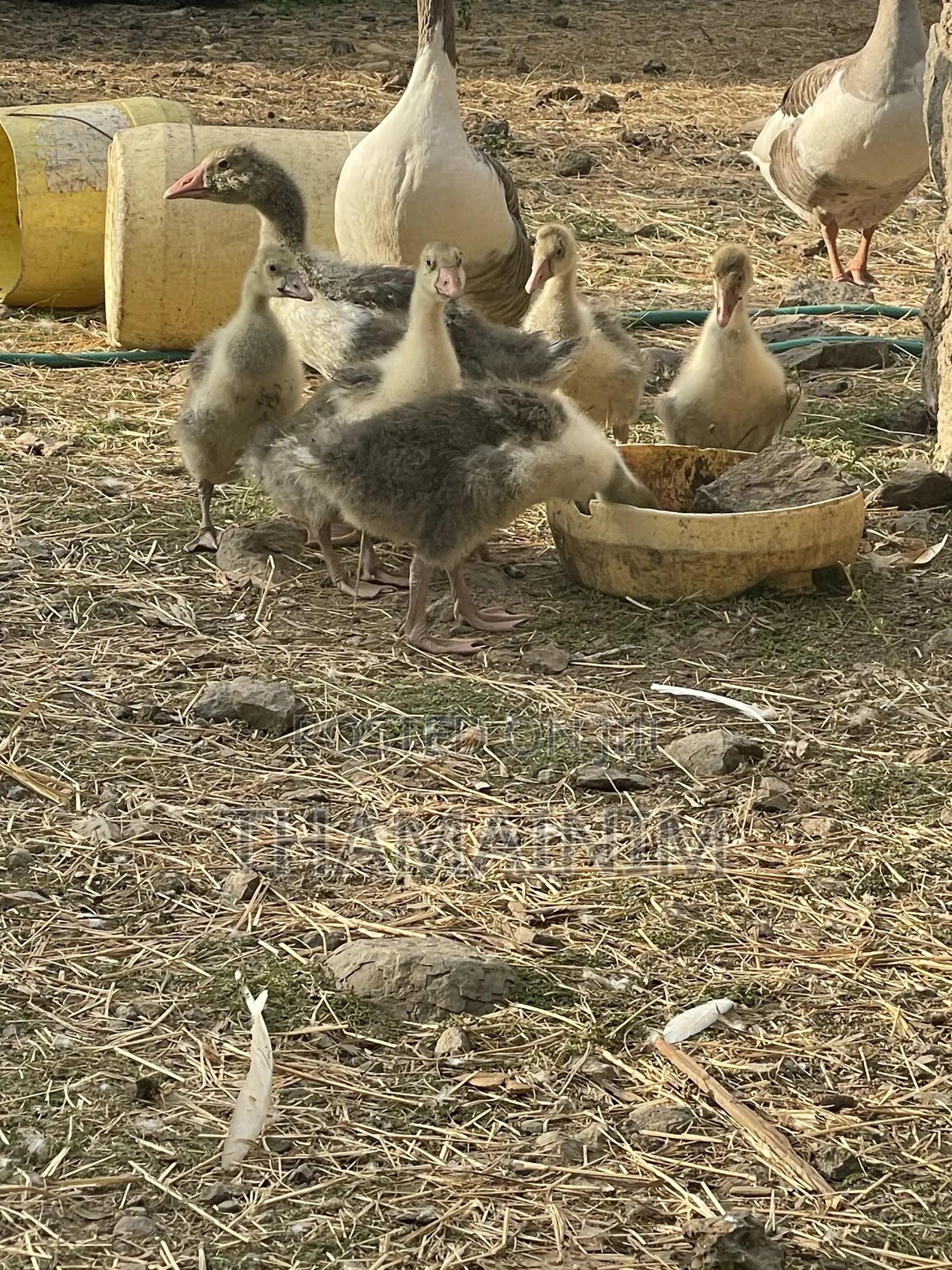 Two Months Old Geeslings